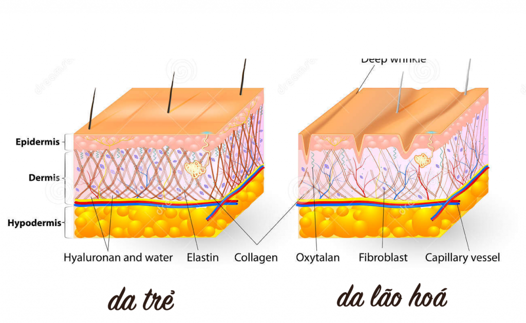 collagen va elastin