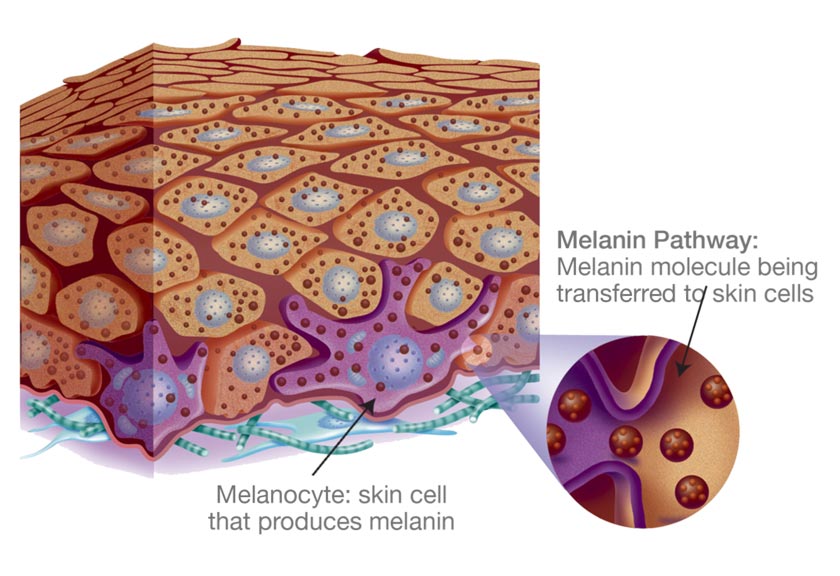 melanin